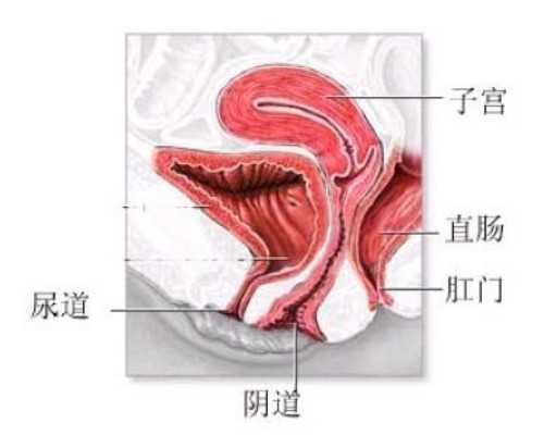 国内代怀咨询电话,最大内部数据传输率（关于最大内部数据传输率介绍）